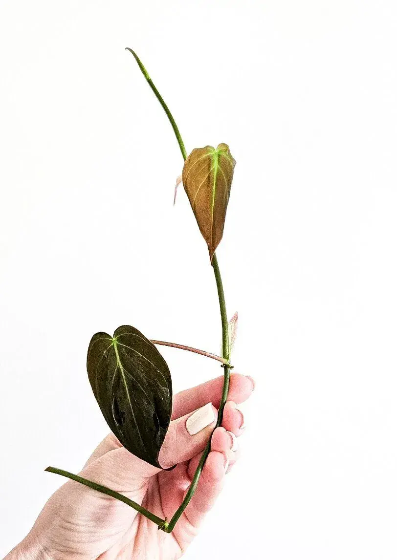Philodendron micans řez