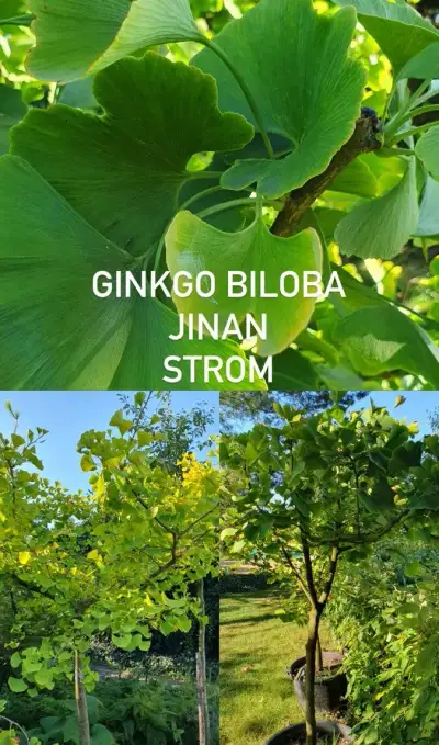 Jinan dvoulaločný Ginkgo biloba