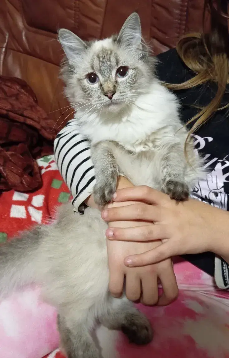 Ragdoll kotě, kocourek bez PP.