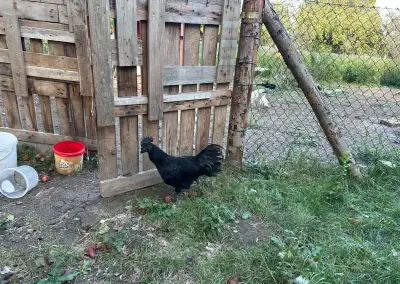 Kohout ayam cemani