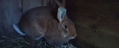 Králici