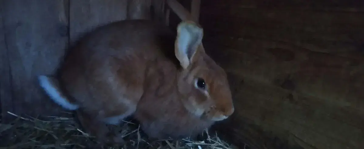Králici