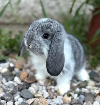 Zakrslý králík - beránek
