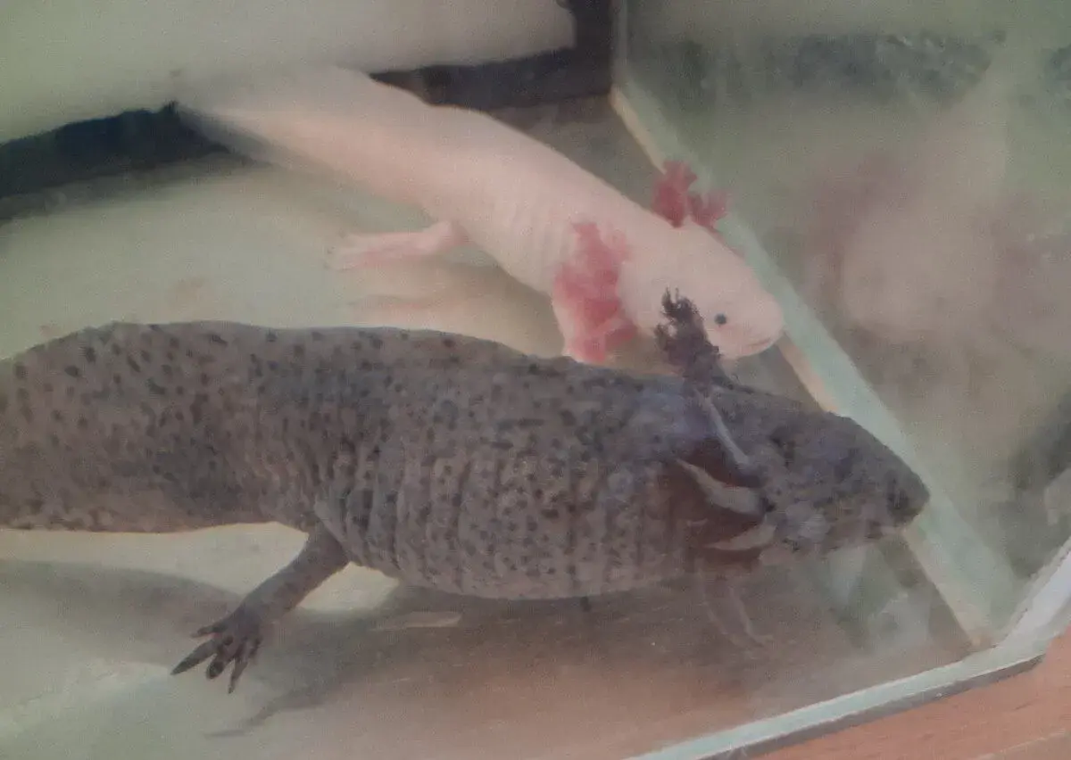 Axolotli s akváriem - pár