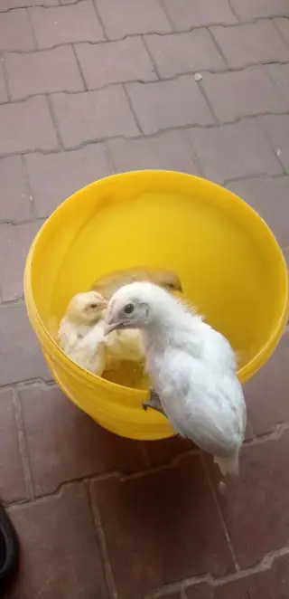 Kohouti Ayam Cemani x Leghorn