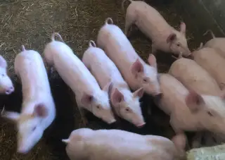 Selata vykrmené prase