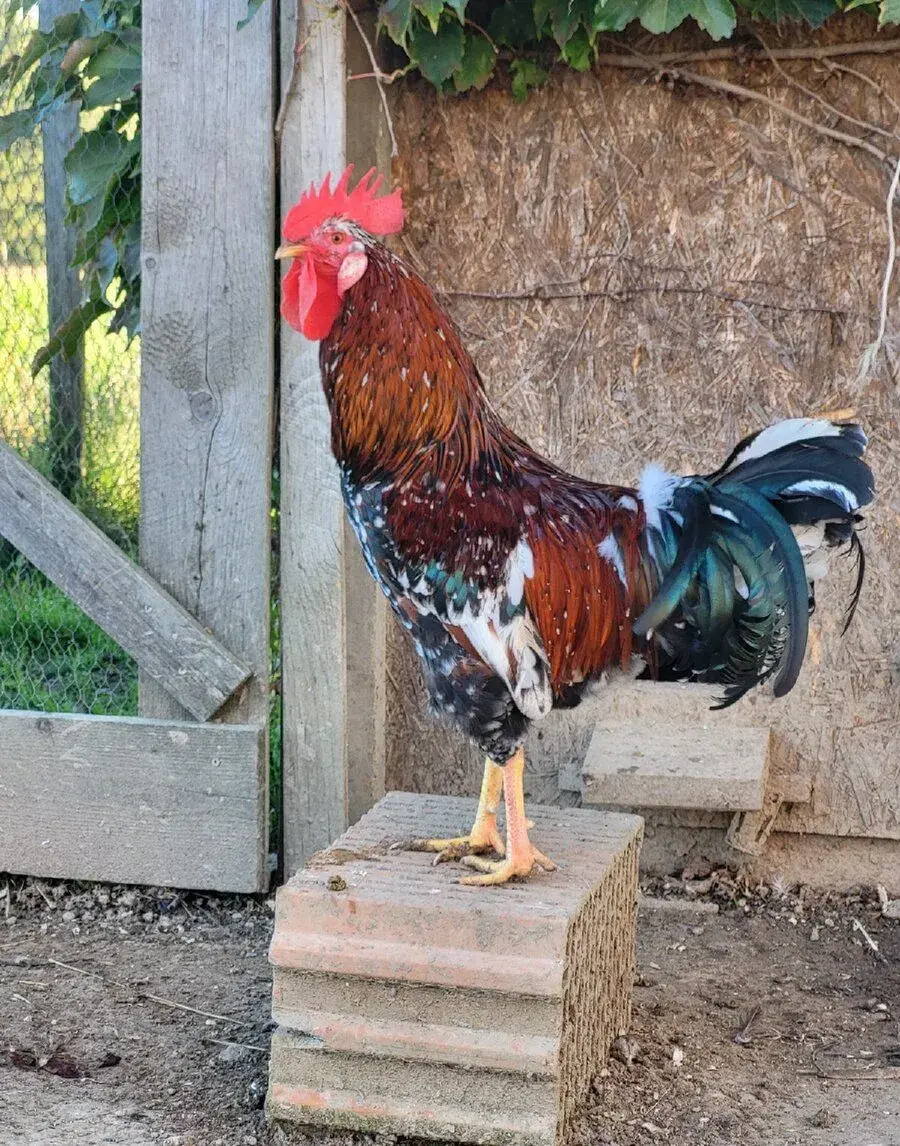 Kohout Švédska Kvetina