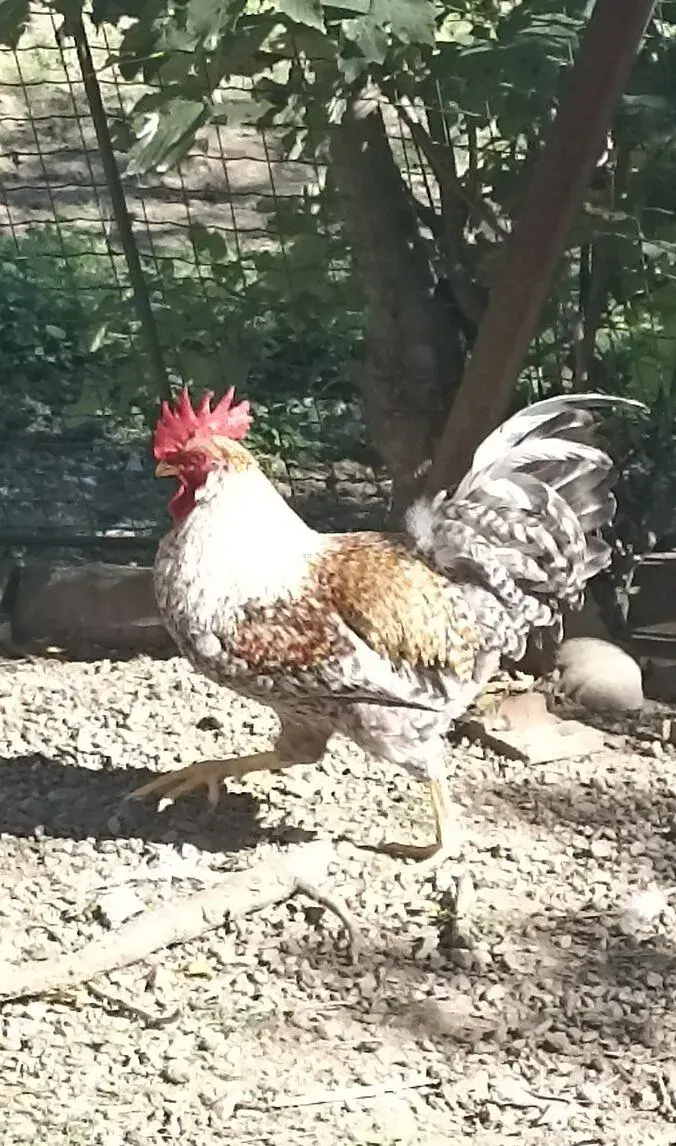 Letošní kohouti