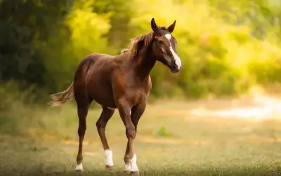 Reiningová chestnut klisna, Euro Futurity nominace
