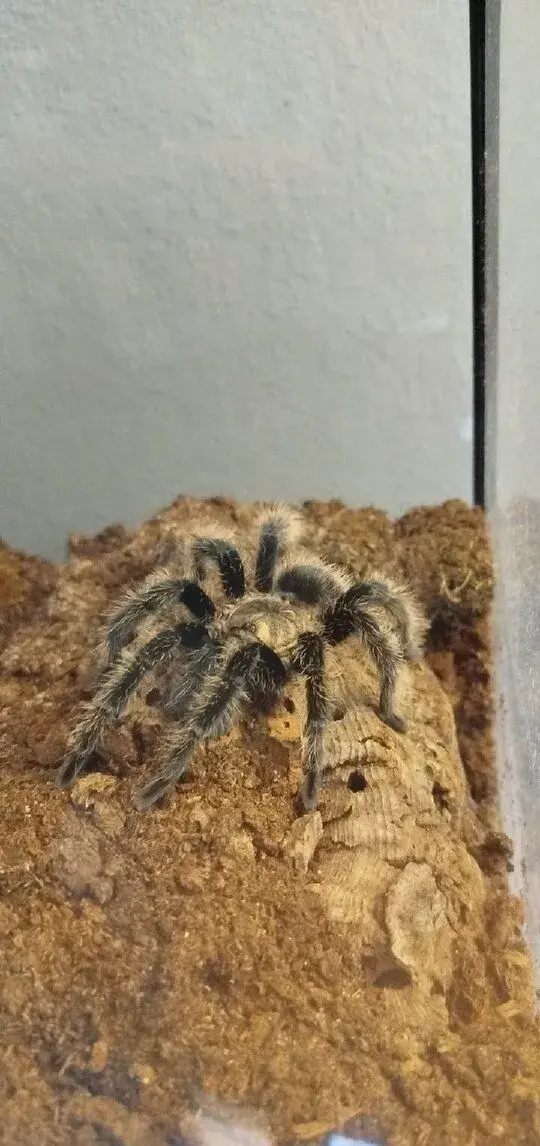 T. albopilosus (můžu vzít na ŽE- 17.10)