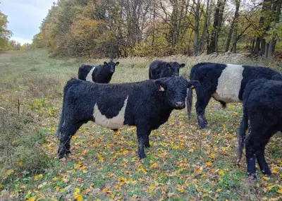 Býk Galloway