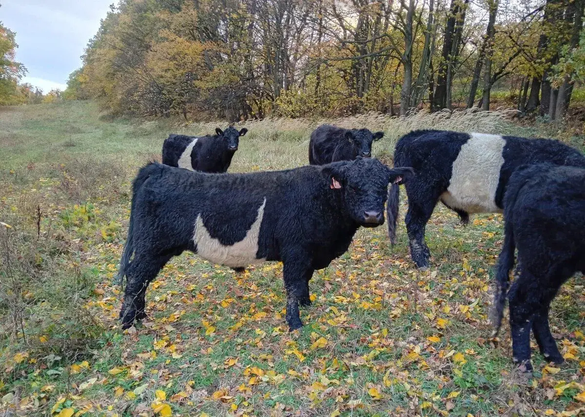 Býk Galloway