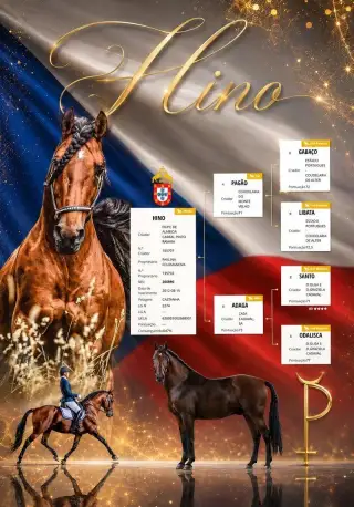 Lusitano plemenný hřebec PSL
