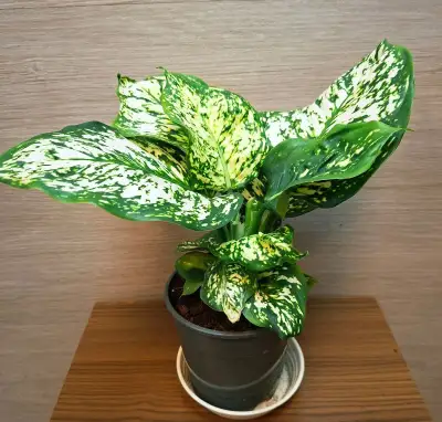 Aglaonema White Anyamanee