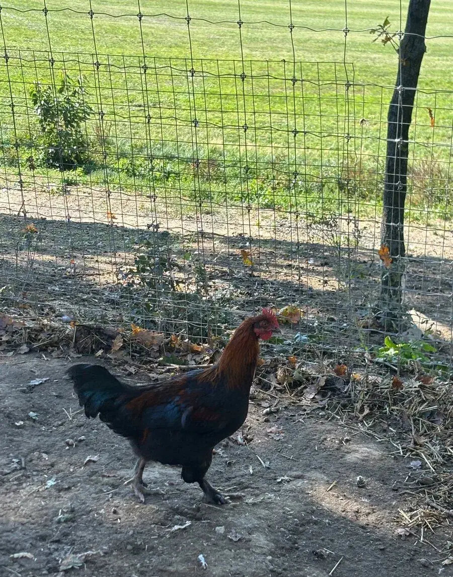 Kohouti Marans - měděně krční
