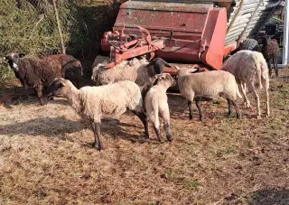 Ovce a beránky