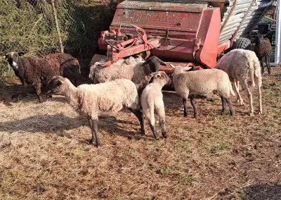 Ovce a beránky