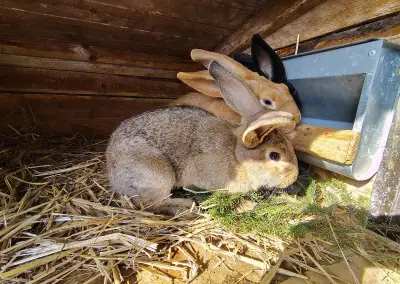 Králík - samice