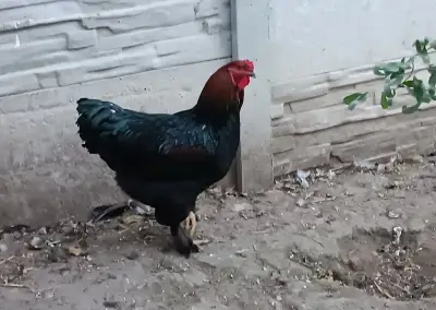 Brahmanka - kohout