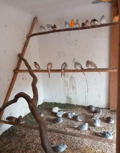 Holoubek diamantový