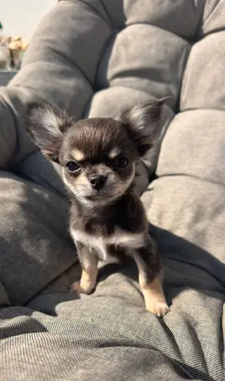 Čivaví štěňátka hledají milující domov 🐾
