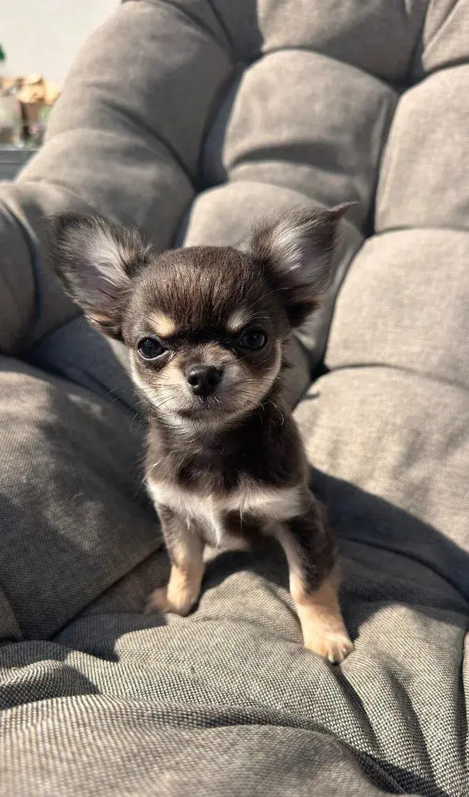 Čivaví štěňátka hledají milující domov 🐾