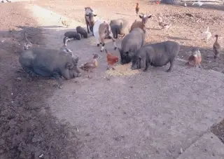 Kune kune