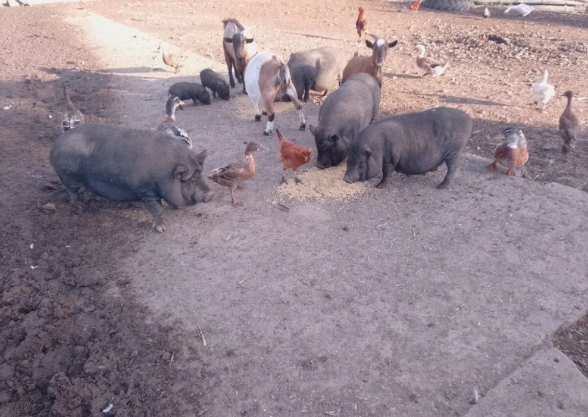 Kune kune