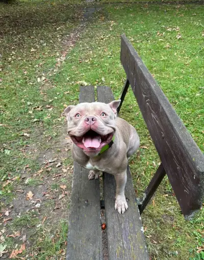American Bully hledá nevěstu