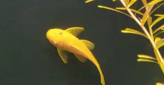 Ancistrus L 144 gold