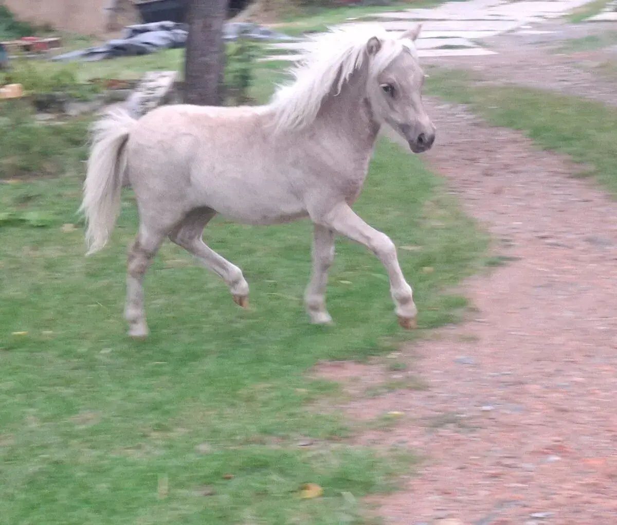 Minihorse klisničku
