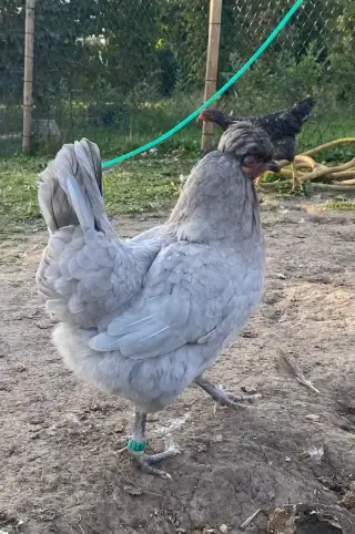 Araukana Levandulová kuřice