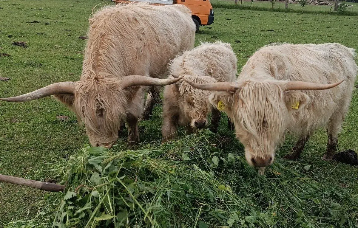 Býka Highland - skotský náhorní