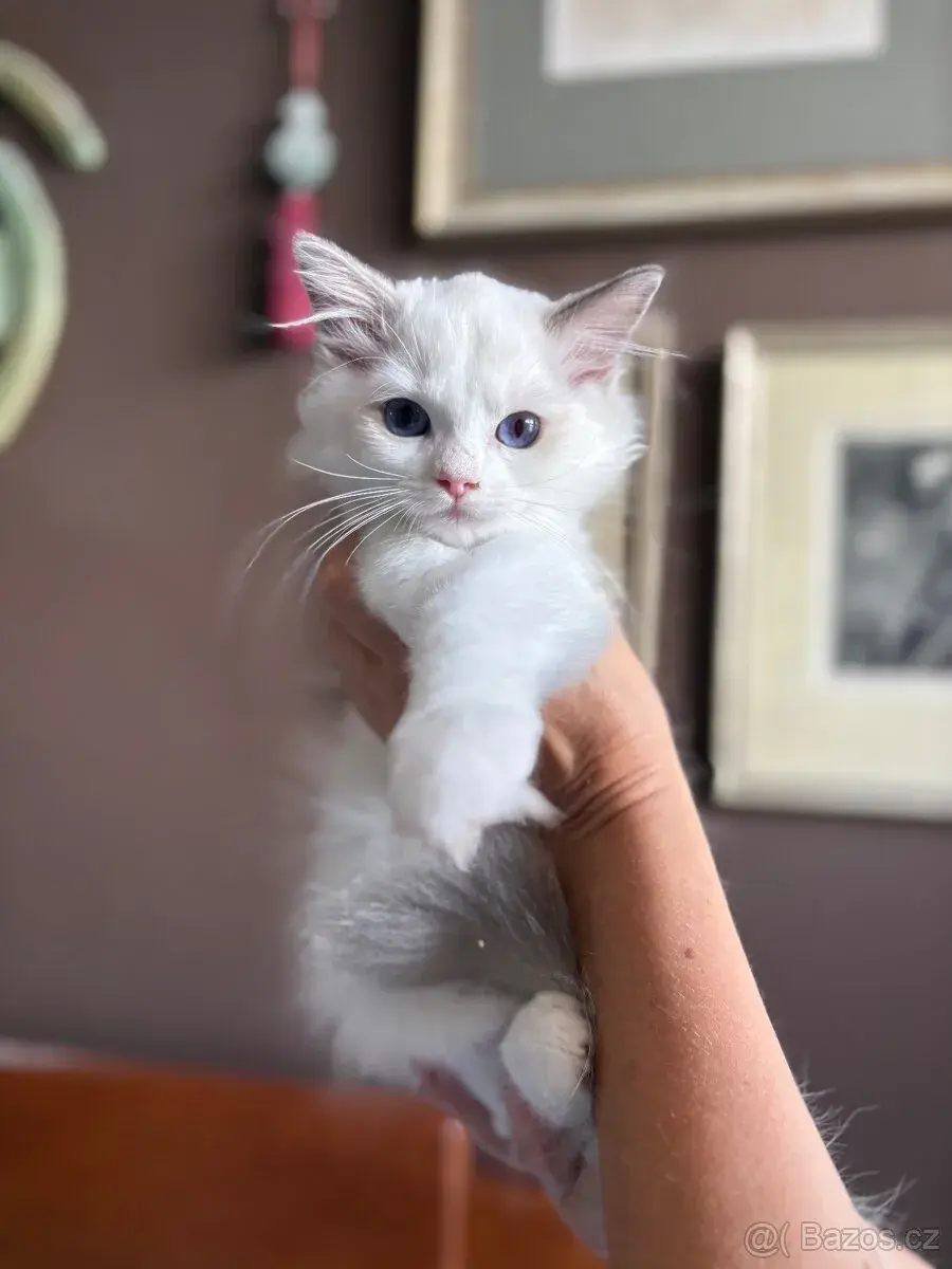 Ragdoll kotě s PP / Ragdoll kočka s PP
