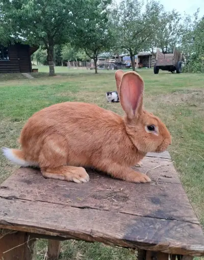 Burgundský králík