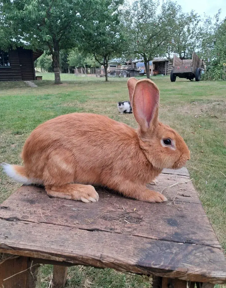 Burgundský králík