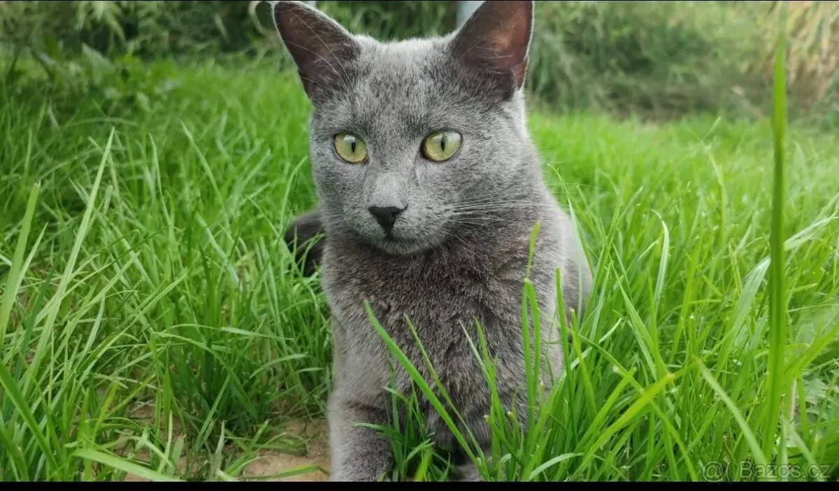 Ztratil se nám kocourek Bejlík.šedý(modrý)