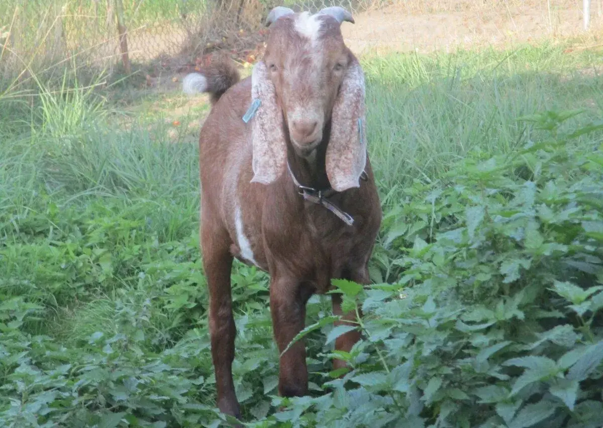 Anglonubijský kozel s POP