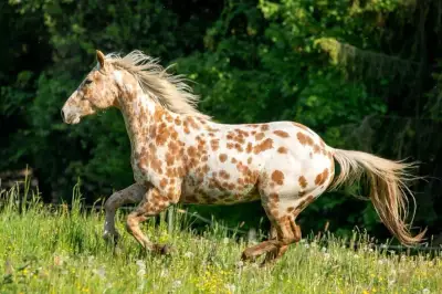 ⭐Jedinečný Appaloosa valášek⭐
