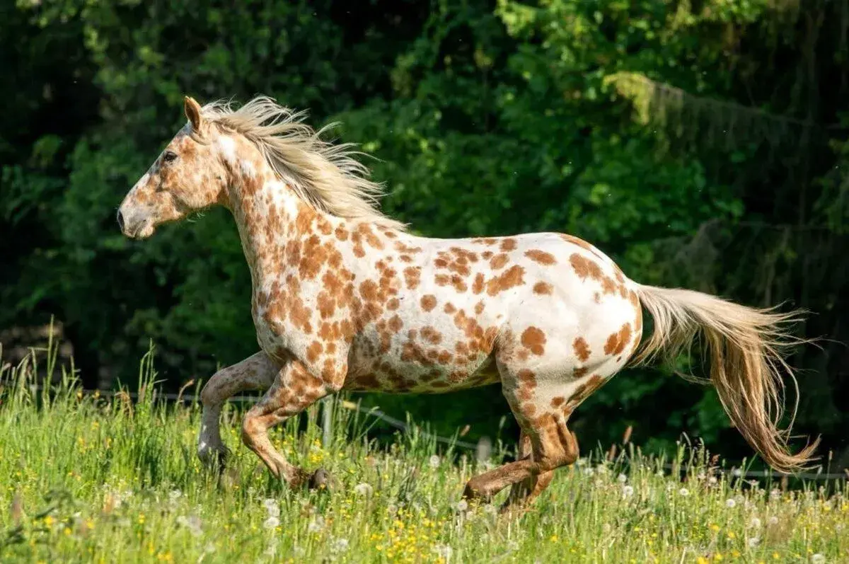 ⭐Jedinečný Appaloosa valášek⭐