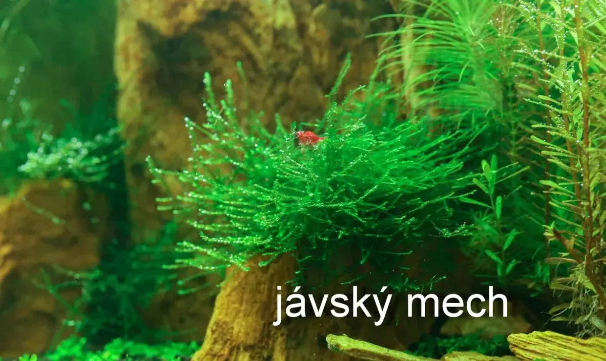jávský mech