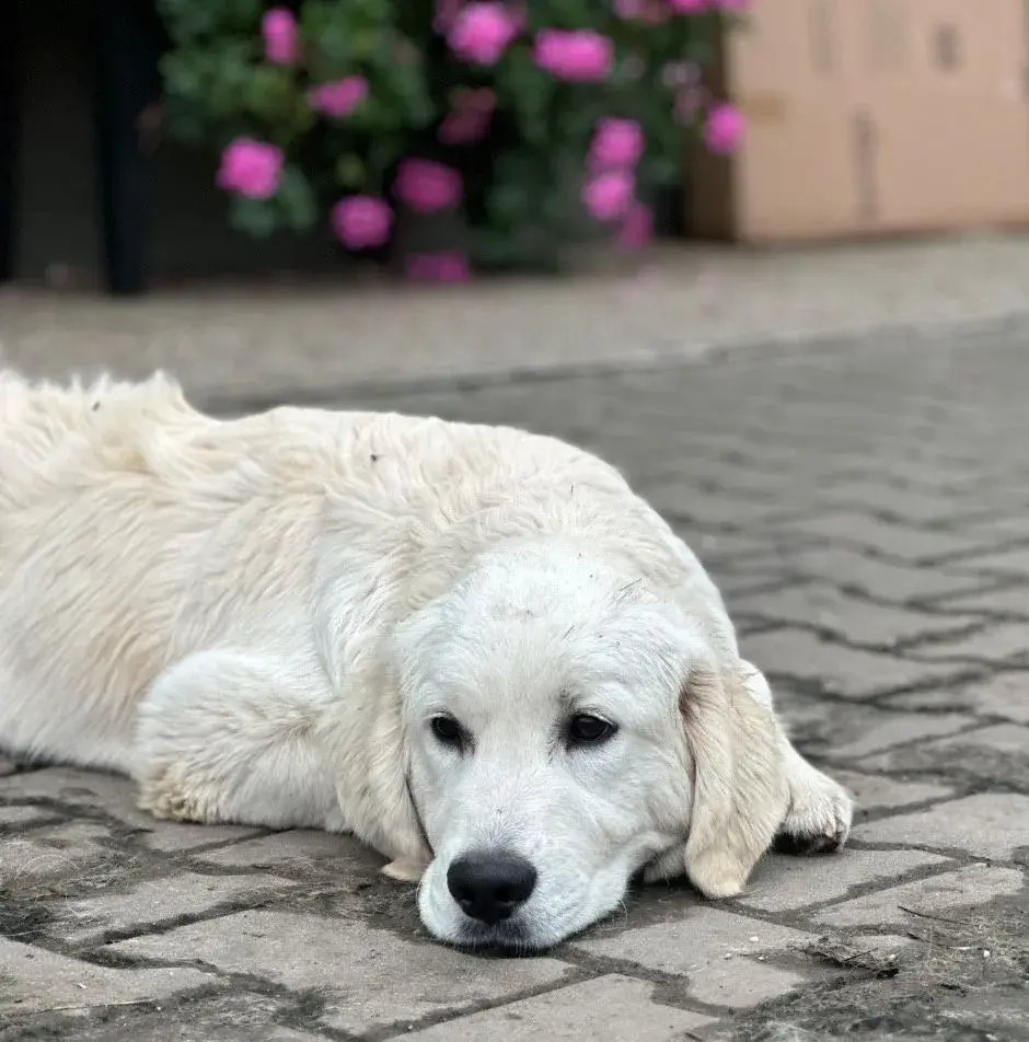 Zlatý retriever - pejsek s PP