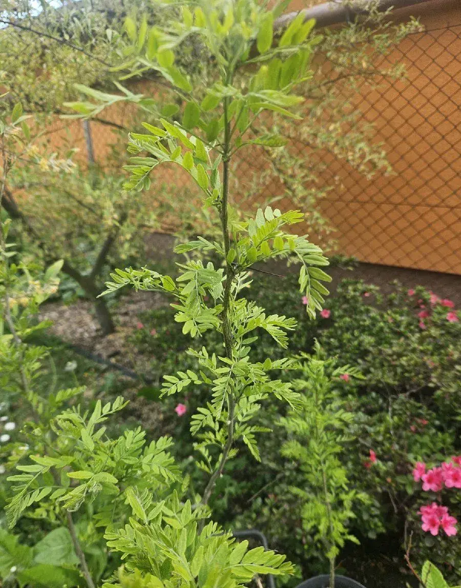 Dřezovec trojtrnný - Gleditsia triacanthos