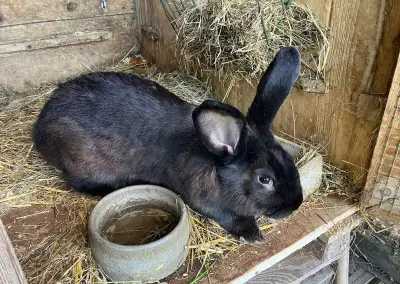 Králíci většího vzrůstu 6 měsíců