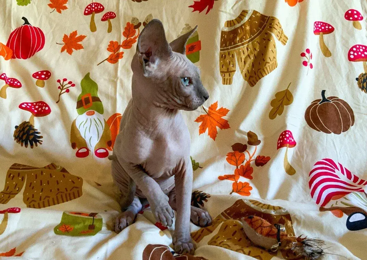 Kočičku Kanadský Sphynx s PP