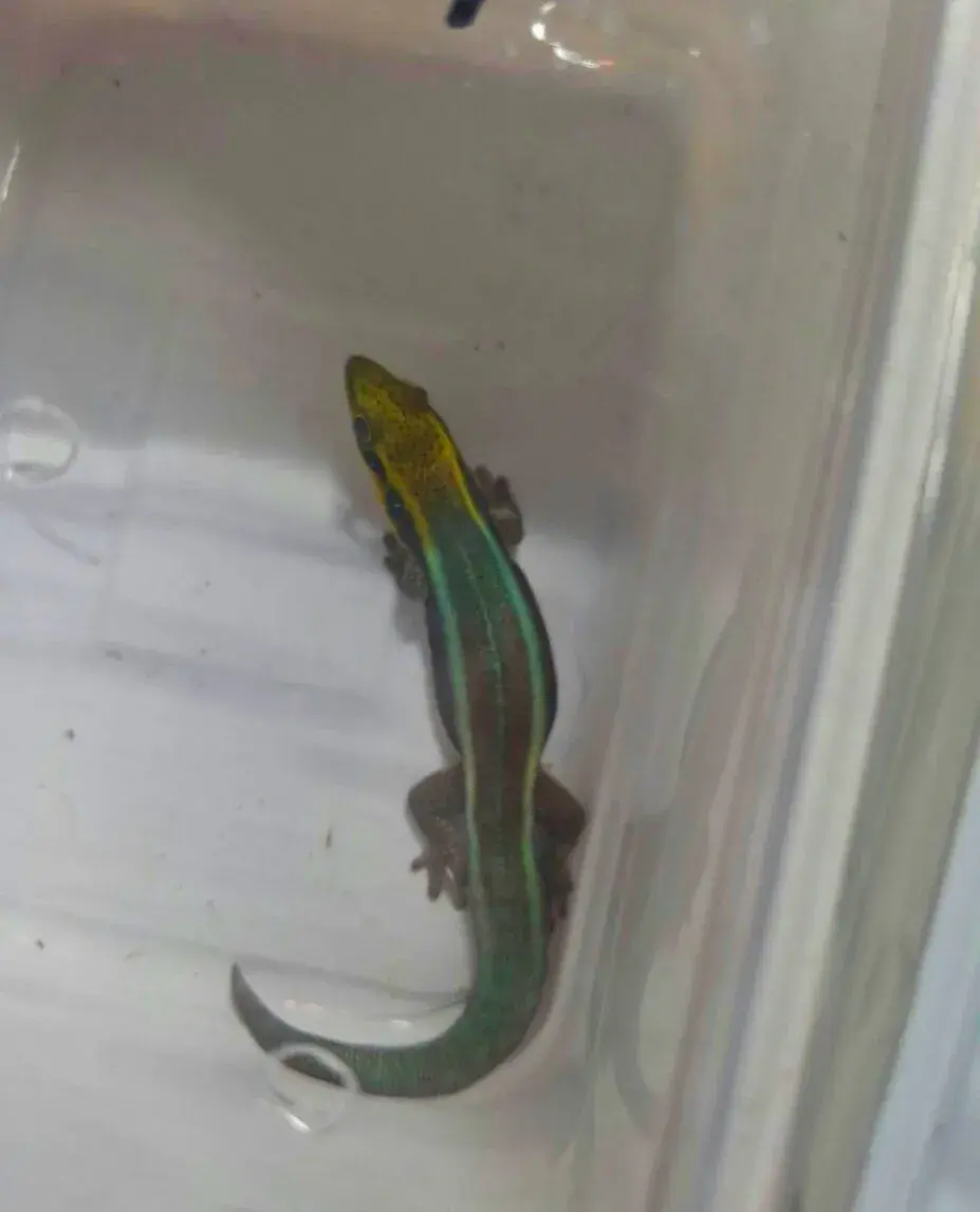Phelsuma Klemmeri