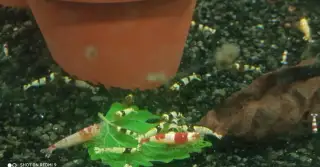 Přebytky mix krevetek Caridina