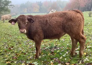 Limousin