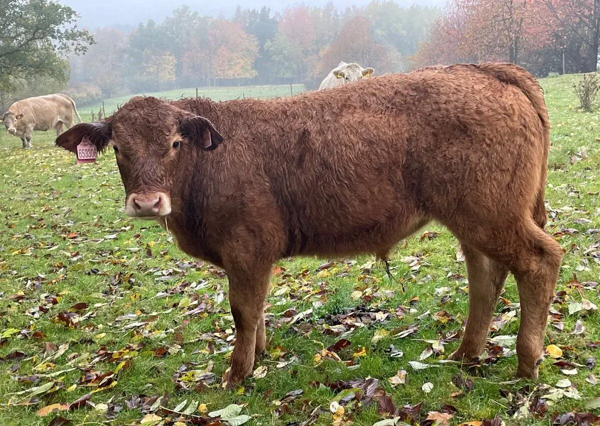 Limousin