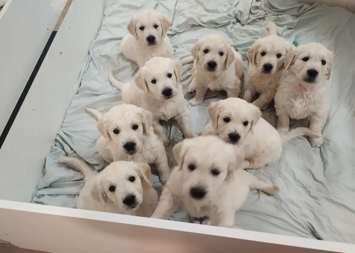 Štěňátka zlatý retriever s PP